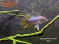 Apistogramma borellii "Opal"