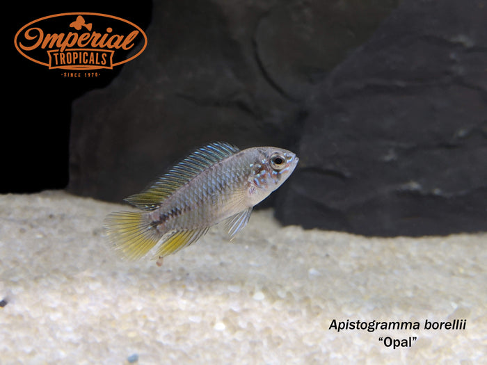 Apistogramma borellii "Opal"
