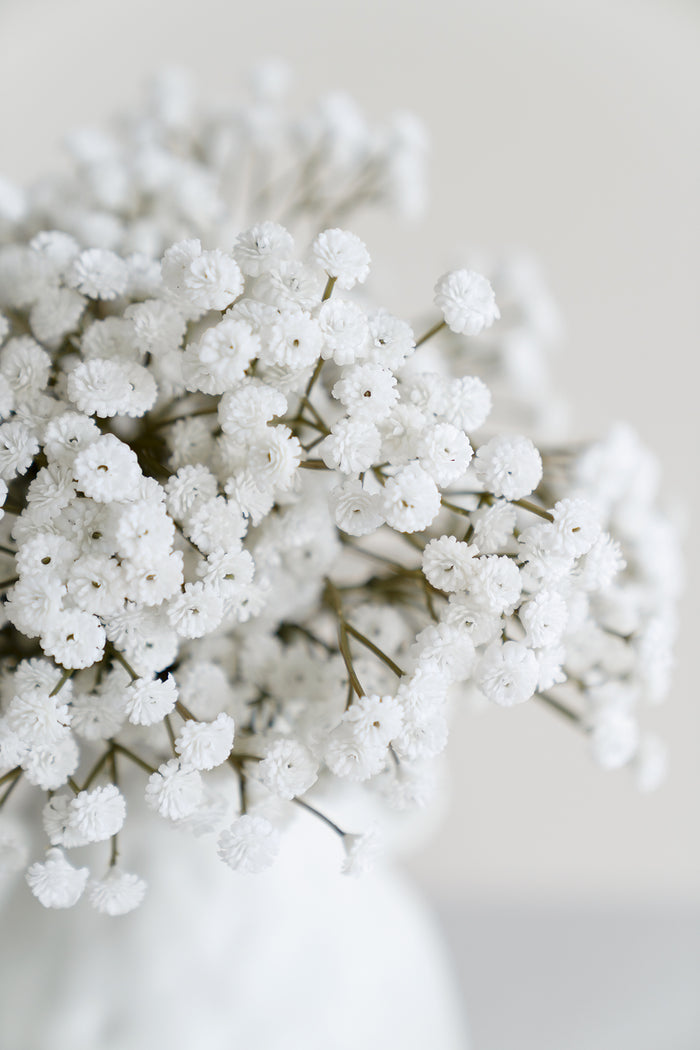 Baby's Breath - Image 3