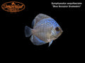 Blue Scorpion Snakeskin Discus (Symphysodon aequifasciata)