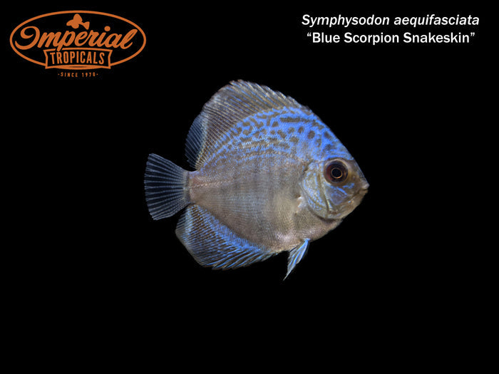 Blue Scorpion Snakeskin Discus (Symphysodon aequifasciata)