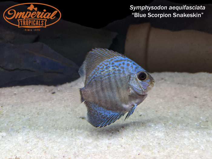 Blue Scorpion Snakeskin Discus (Symphysodon aequifasciata)