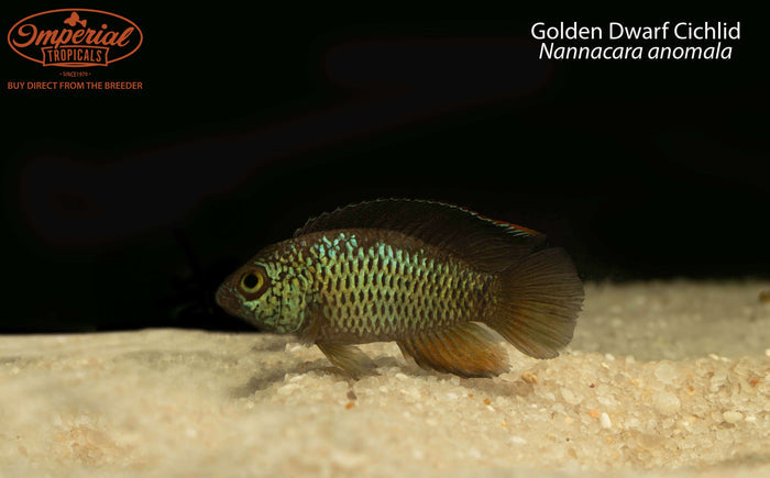 Golden Dwarf Cichlid (Nannacara anomala)