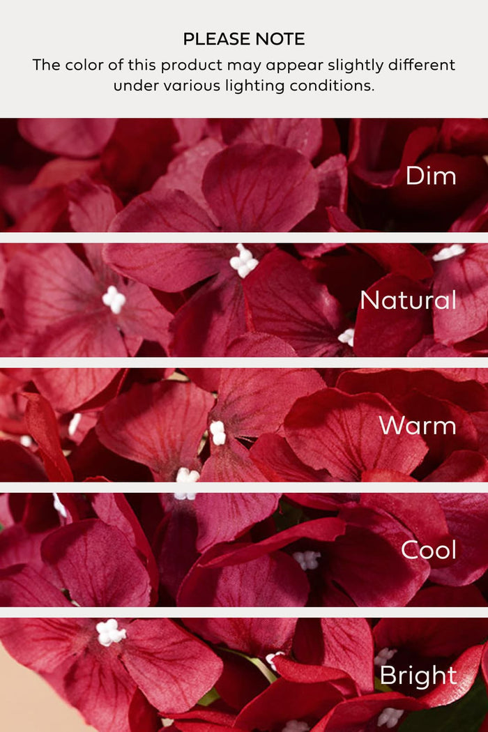 Hydrangeas with Stem in Black Baccara