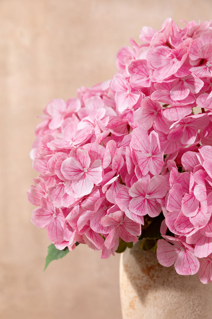 Hydrangeas with Stem in Blush-pink Heirloom