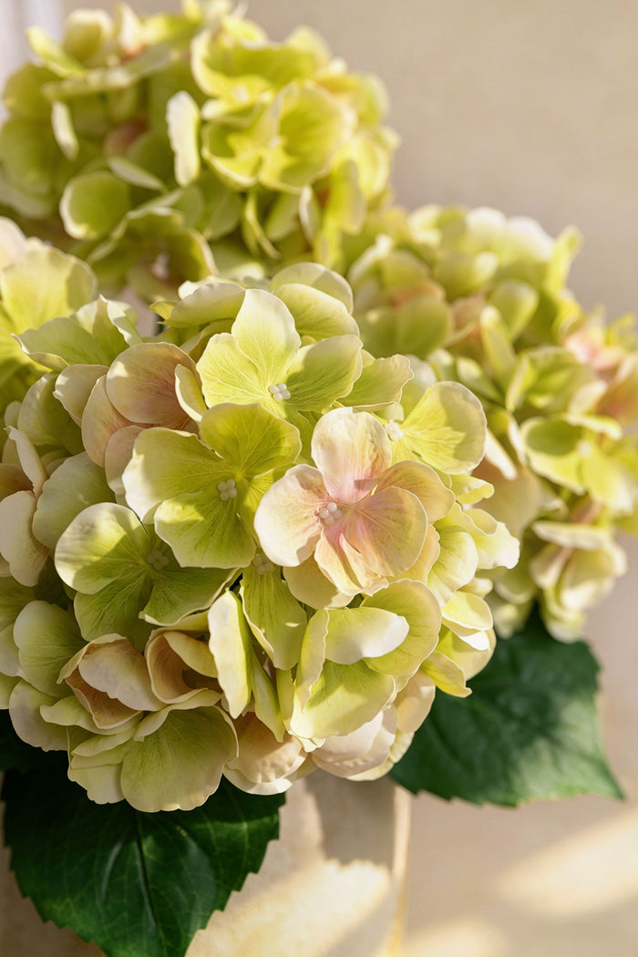 Hydrangeas with Stem in Light Green