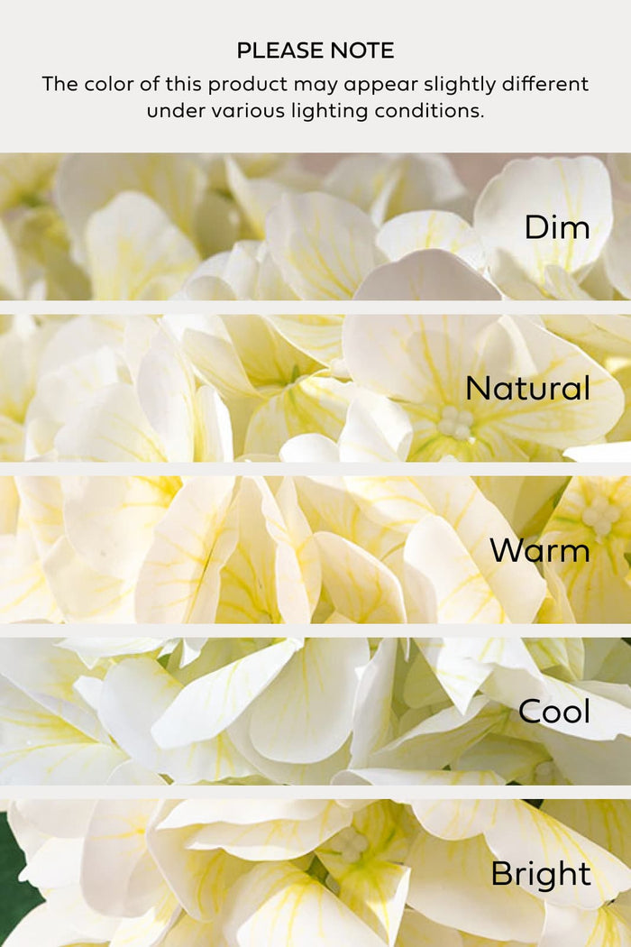 Hydrangeas with Stem in White
