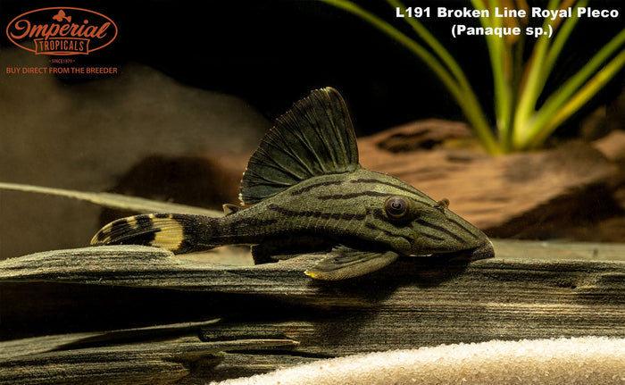 L191 Broken Line Royal Pleco