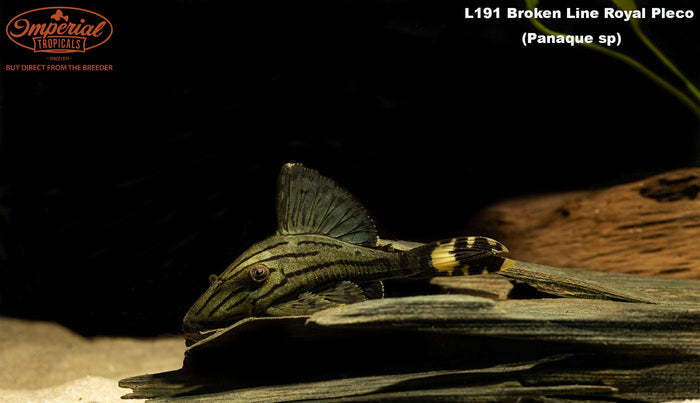 L191 Broken Line Royal Pleco