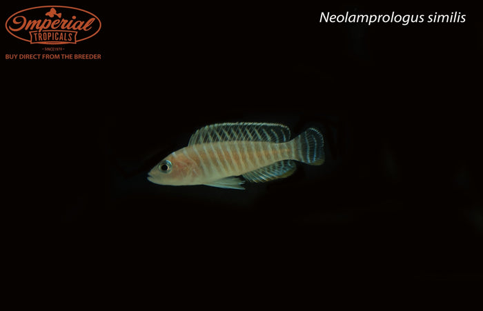 Neolamprologus similis