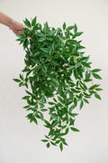 Rosa Banksiae Hanging Vine - Image 2