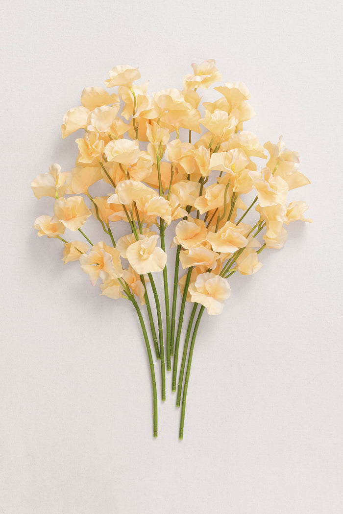 Butter Yellow Sweet Pea with Stem