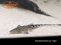 Tiger Whiptail