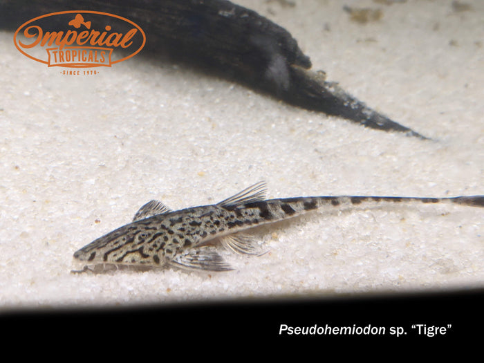 Tiger Whiptail